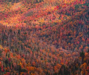 Card28 情绪管理的第一性原理：让身体预算处于良好的状态