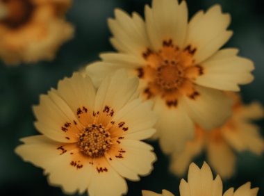 Card62 如何利用“我还不够好”的感觉来促进自我成长?