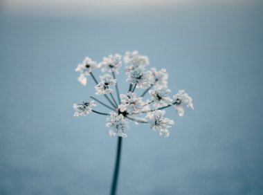 Card126 雪花写作法:10步写出一篇好小说