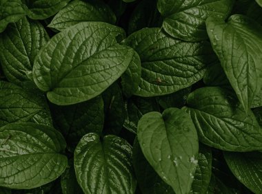 Card142 反复练习的力量