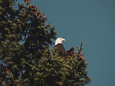 Card138 通过下属工作成熟度灵活调整管理风格