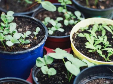 打造积极人际关系：寻找身边每个人的「黄金种子」