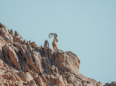 Card231 自我导向放松法